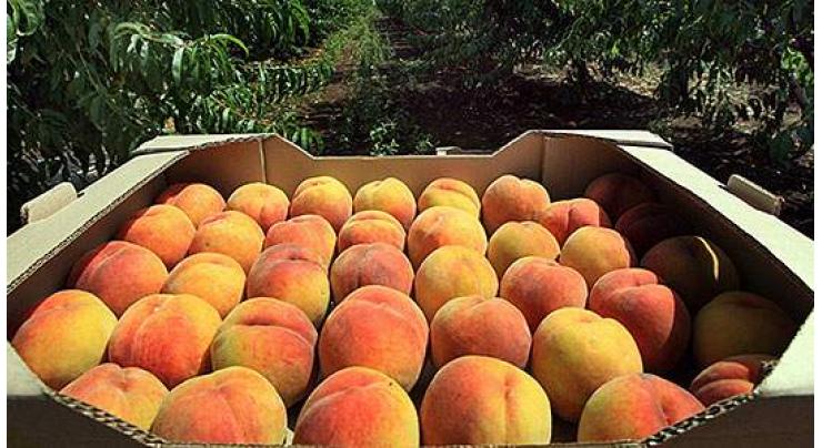 Russia's ban on imports of fruit from Macedonia comes into force
