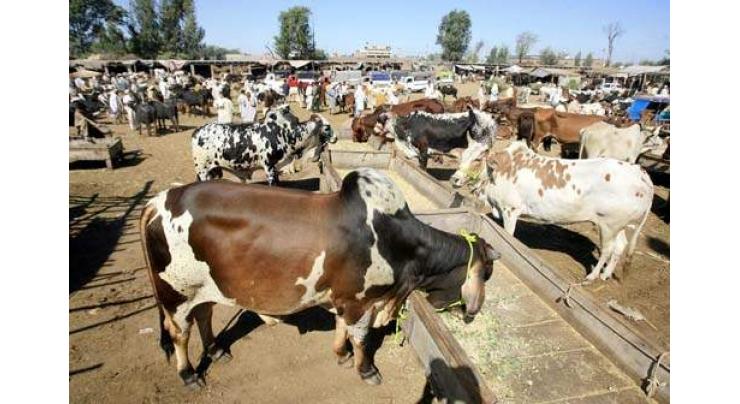 Traders advised to get sacrificial animals vaccinated
