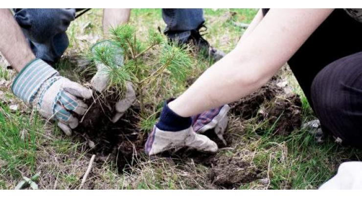 Monsoon tree plantation to conclude by September 5
