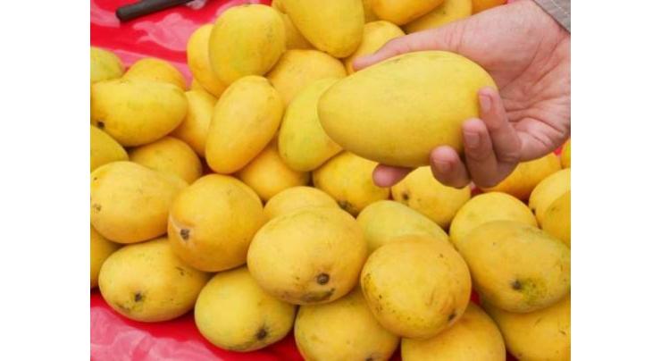 Pakistani mango export to China likely to exceed 10,000 tons this year
