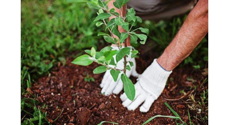 More than 27 mln trees planted under Green Pakistan Programme
