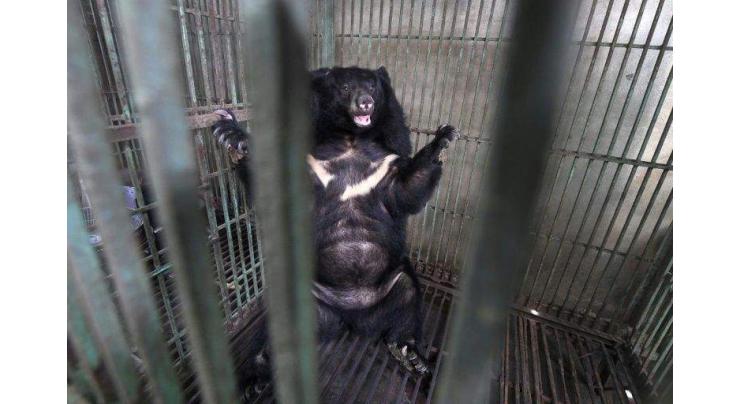 Vietnam's caged bears dying off as bile prices plummet
