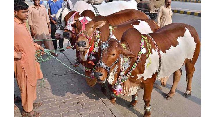 Enthusiastic buyers in cattle markets busy to bargain for Sacrificial animals
