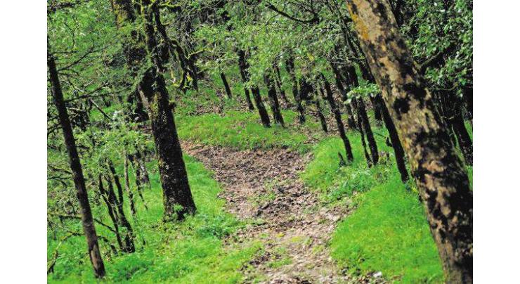 Revival of forestry resources aims to increase forest cover of country
