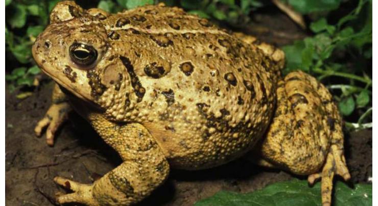 Substance in toad skin could help scariness healing: research
