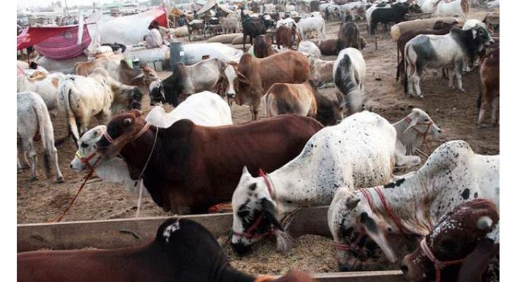Capital's rural dwellers interests compromised due to ban on local cattle markets
