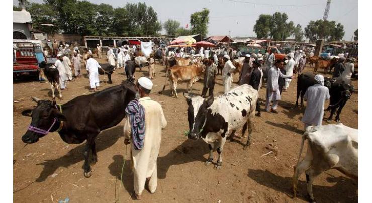 Ban on transportation cattle in Peshawar
