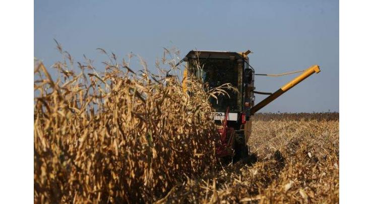 Russias Grain Harvest Fell by Over 20% Year-on-Year Basis - Agricultural Ministry