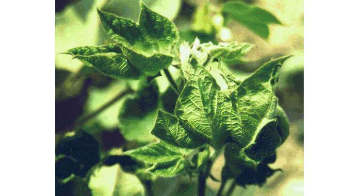 University of Agriculture Faisalabad to work on cotton leaf curl virus and whitefly
