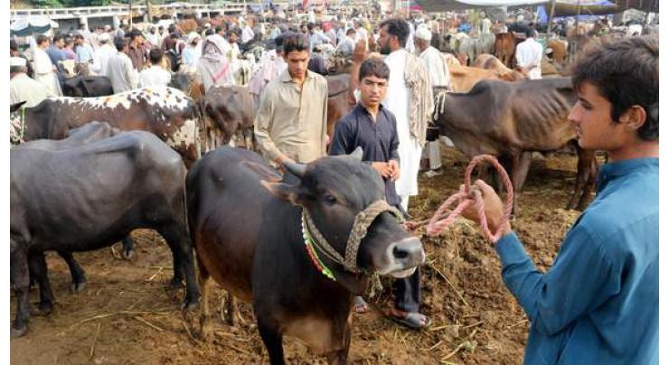 Last-minute rush at cattle markets across country
