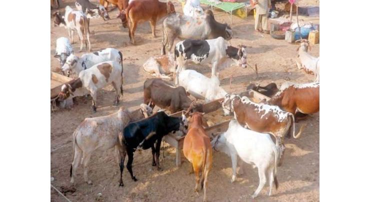 Karachi administration dislodges 10 illegal cattle markets
