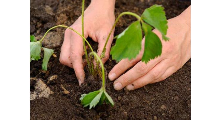 Telecos takes part in tree plantation campaign to promote green environment

