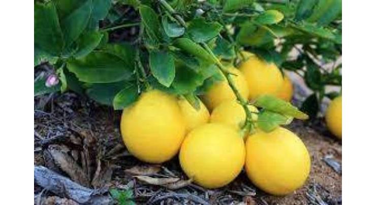Citrus growers advised to prune plants

