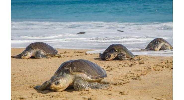 300 endangered turtles found dead on Mexico beach
