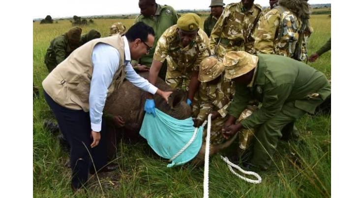 How a plan to save Kenya's rhino left 11 dead in historic blunder

