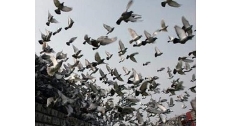 It's a bird... it's a train... China pigeon racers cause flap with rail ruse
