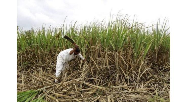 'Cultivate sugar in September to reap bumper crop' in Faisalabad 
