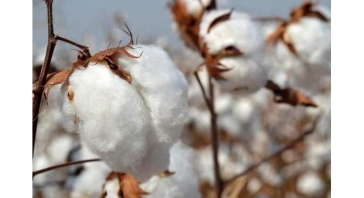 Pakistan facing huge loss due to polluted cotton
