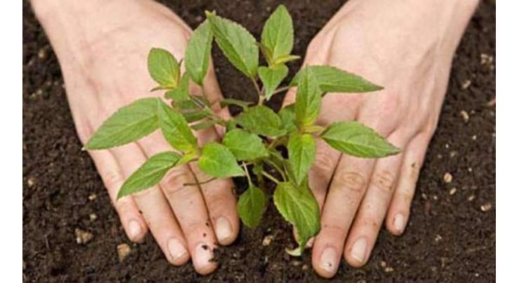 Pakistan Academy for Letters participates in tree plantation campaign
