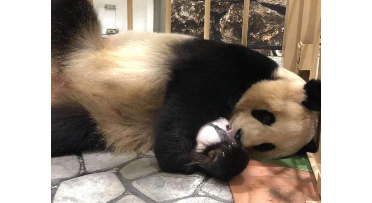Japan-born panda cub to make public debut
