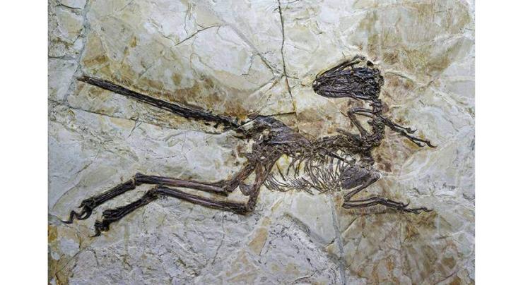 New dinosaur species fossil discovered in China
