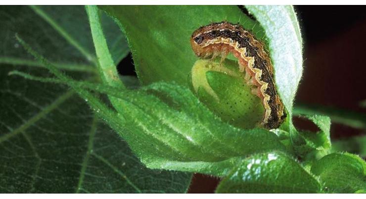 Twice pest scouting recommended to control leaf curl virus
