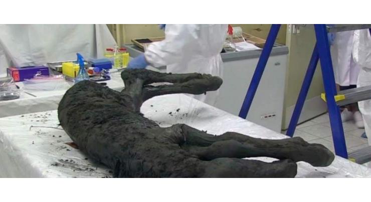 Scientists of Russia's Yakutia May Clone Mammoth in Next 10 Years - Region's Head