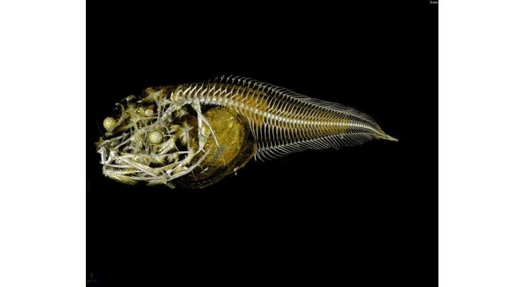 3 'hardcore' fish species discovered on Pacific floor
