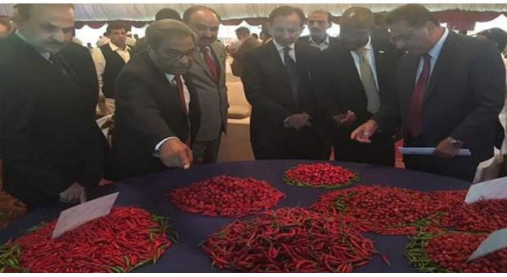 USAID provides technical assistance for development of chili sector
