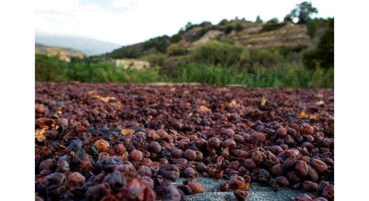 Cyprus toasts harvest of the 'wine of gods'

