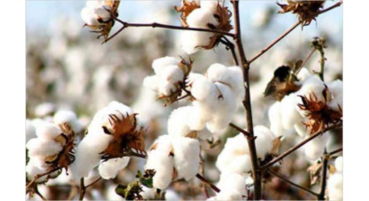 2.5m cotton bales reach ginneries, arrivals up by 6.42pc
