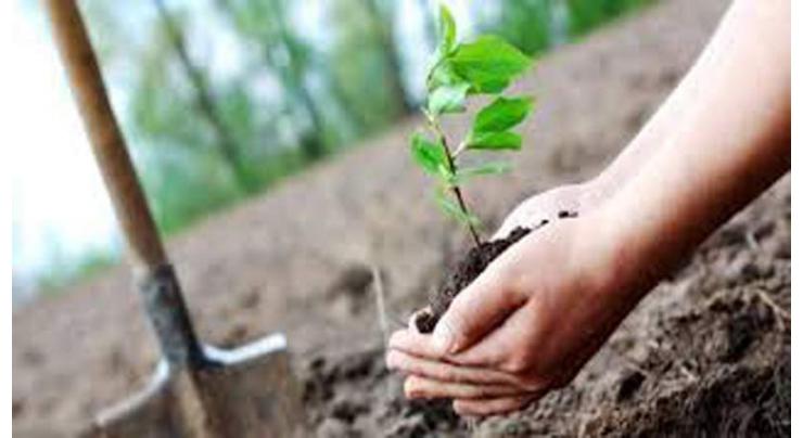 Green revolution to be brought in country through tree plantation: CM Special Advisor
