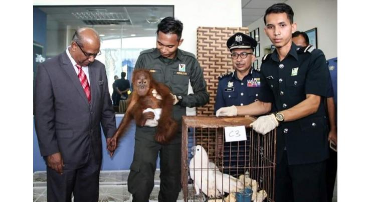 Orangutans saved as Malaysia foils high-seas smuggling bid

