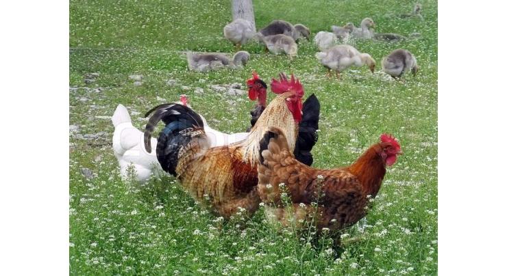 International Poultry Expo from Sept 27 in Lahore 
