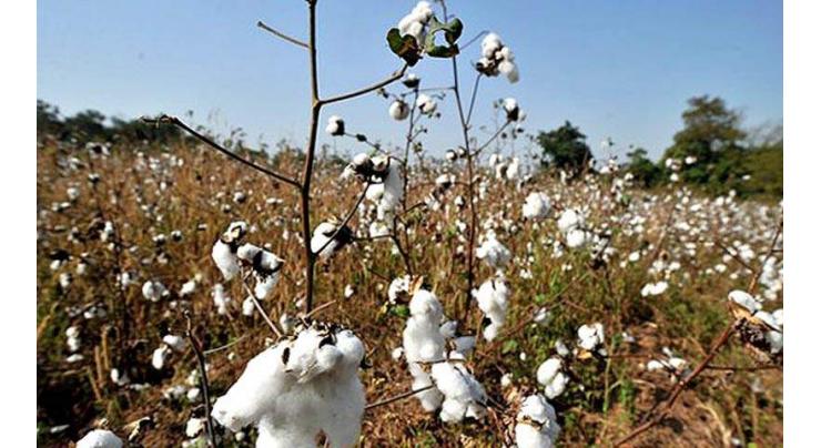 Cotton Control Act implementation can help increase crop production
