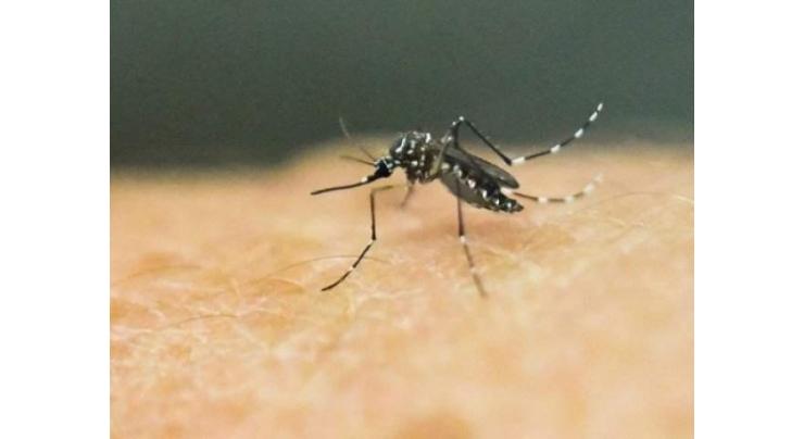With genetic tweak, mosquito population made extinct
