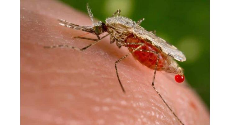 Malaria mosquitoes wiped out in lab trials of gene drive technique
