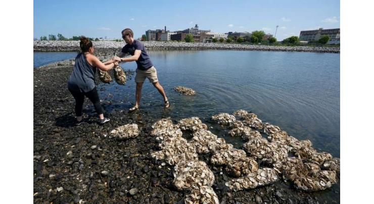 New York seeks to claw back 'Big Oyster' past
