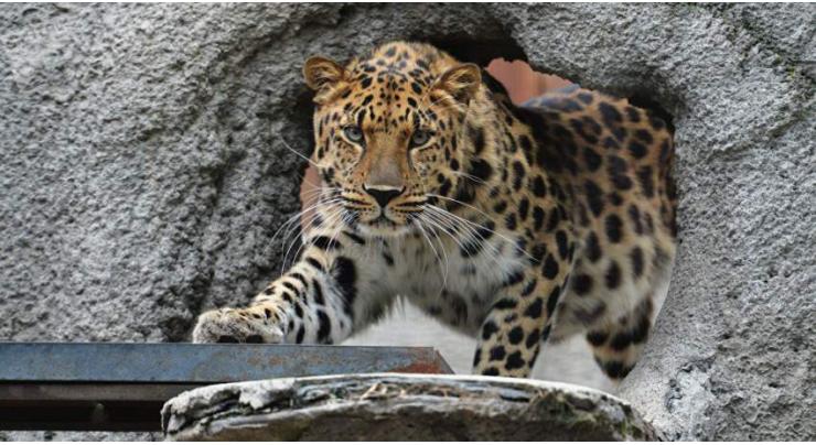 Kim Jong Un May Be Asked to Become 'Sponsor' of Russian Amur Leopard - National Park