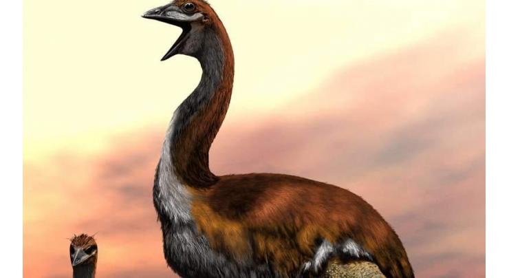 Ending decades of doubt, 'biggest bird' dispute put to nest
