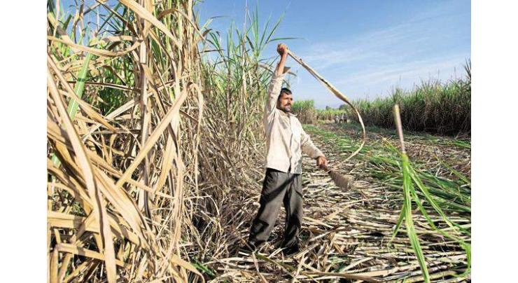 Agriculture experts for early cultivation of sugarcane in Faisalabad 
