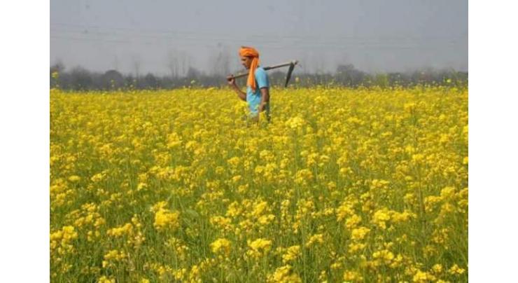 Experts for immediate cultivation of canola in Faisalabad 
