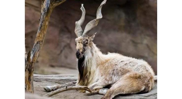 Qila Saifullah national park using fee from hunters on conservation of Markhor
