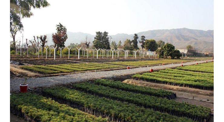 PTI government's billion trees project revitalizes honey sector in KP
