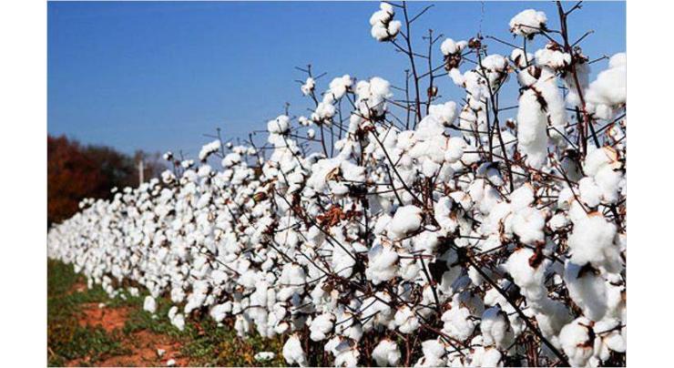 Pakistan Central Cotton Committee (PCCC) developed 53 cotton seed verities for cultivation
