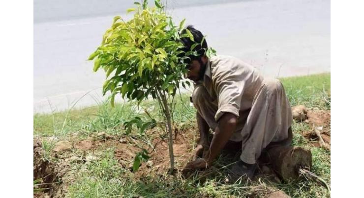 National Highway Authority planted 38,850 saplings along its network
