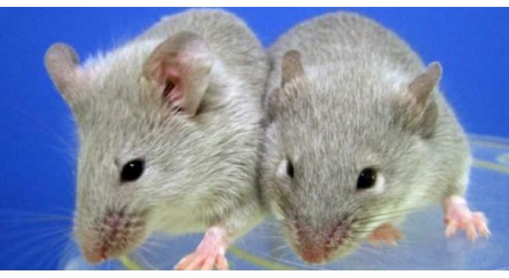 Of mice and men: scientists produce babies from same-sex mice pairs
