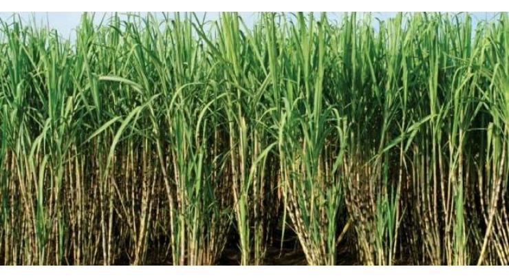 Rice, sugarcane production increased during current season: Federal Committee on Agriculture (FCA) told
