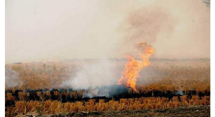 Farmers advised not to burn paddy stubble
