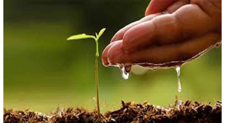 Plantation of 10,000 saplings starts in Multan
